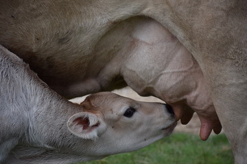 Une journée près des animaux à la ferme à Lauzerte