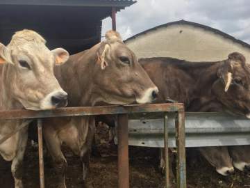 Vaches du Quercy