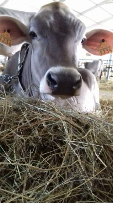 Animaux de la ferme près de Moissac