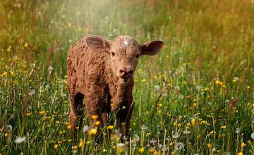 Une journée à la ferme à Lauzerte