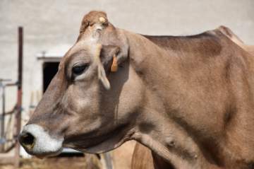 Vache brune