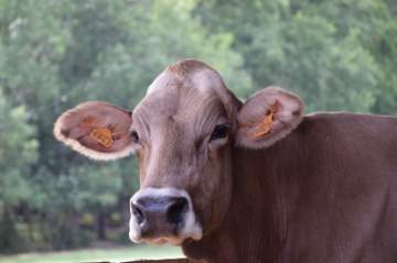 Animaux de la ferme