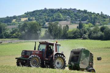 Les vaches de notre ferme laitière à Lauzerte