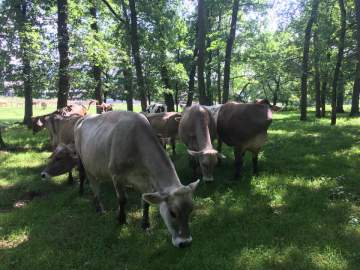 Les vaches de notre ferme laitière à Lauzerte