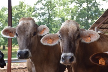 Votre ferme familiale traditionnelle