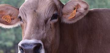 Votre ferme familiale traditionnelle